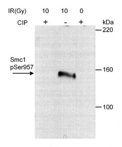 SMC1, p Ser957 Antibody, Novus Biologicals 0.1mL; Unlabeled:Antibodies,
